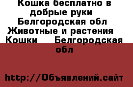 Кошка бесплатно в добрые руки - Белгородская обл. Животные и растения » Кошки   . Белгородская обл.